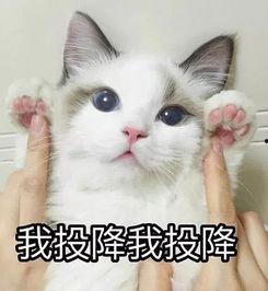 吃瓜群众的表情包是什么意思,揭秘网络热词背后的幽默与讽刺